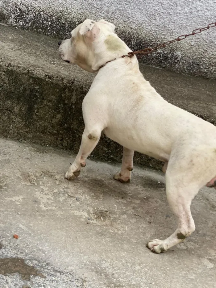 Cachorro raça Pit-Bull idade 2 anos nome zeus