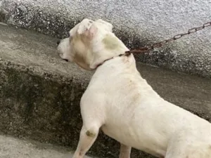 Cachorro raça Pit-Bull idade 2 anos nome zeus