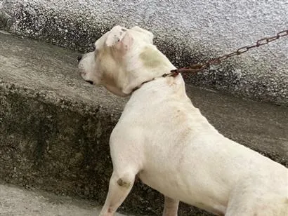 Cachorro raça Pit-Bull idade 2 anos nome zeus