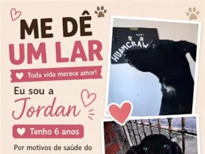 Cachorro raça SRD-ViraLata idade 6 ou mais anos nome Jordan