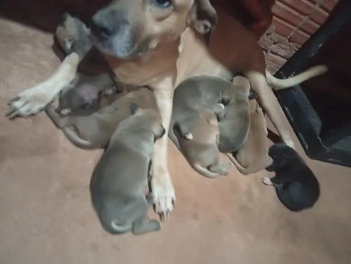 Cachorro raça SRD-ViraLata idade Abaixo de 2 meses nome Hanna 