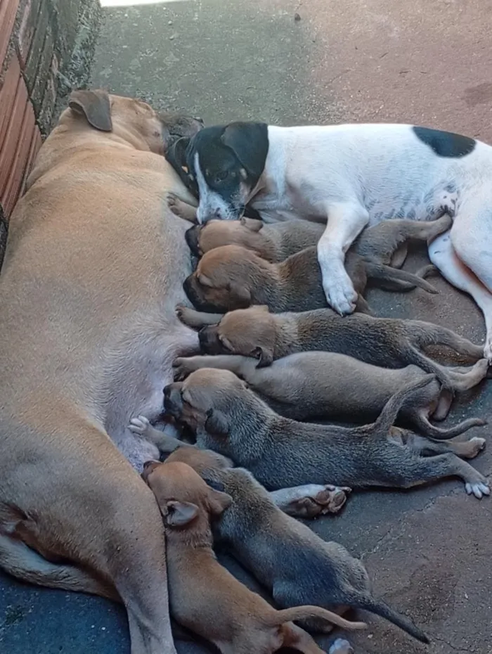 Cachorro raça SRD-ViraLata idade Abaixo de 2 meses nome Hanna 