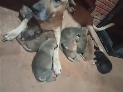 Cachorro raça SRD-ViraLata idade Abaixo de 2 meses nome Hanna 