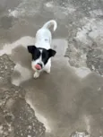 Bruce