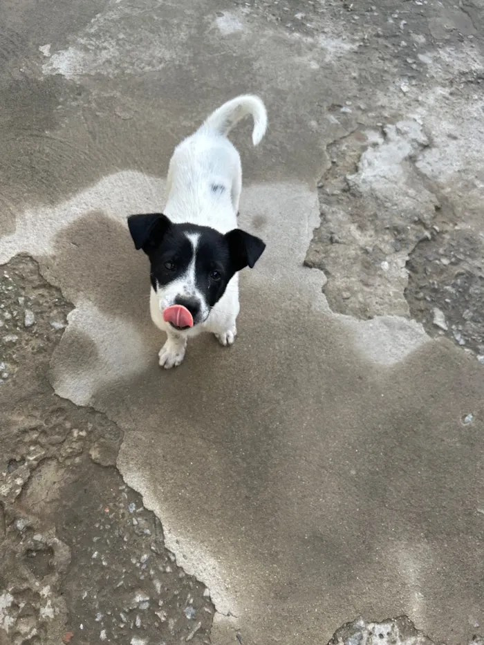 Cachorro raça SRD-ViraLata idade 2 a 6 meses nome Bruce