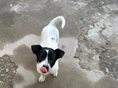 Cachorro raça SRD-ViraLata idade 2 a 6 meses nome Bruce