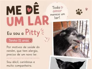 Cachorro raça SRD-ViraLata idade 5 anos nome Pitty