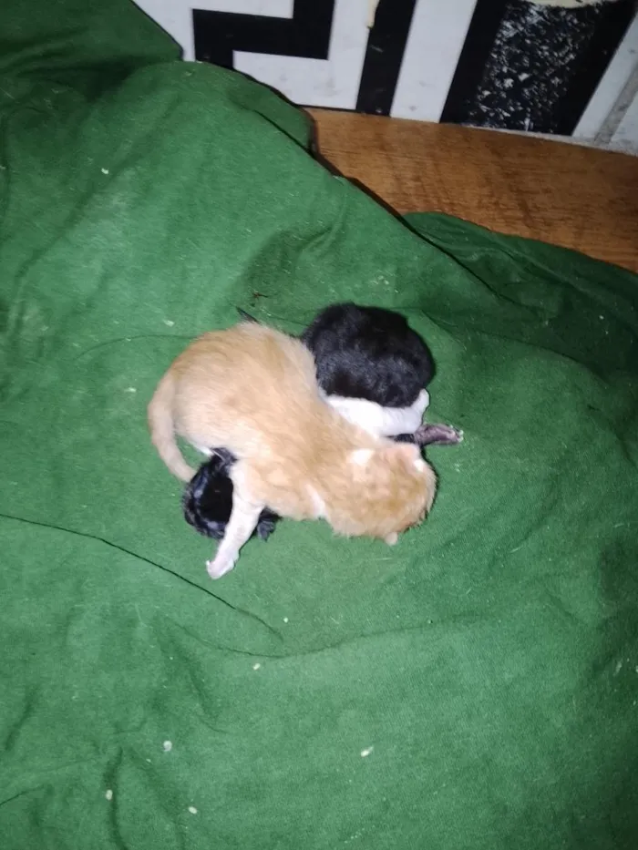 Gato raça SRD-ViraLata idade Abaixo de 2 meses nome Sem nome 