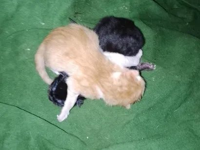 Gato raça SRD-ViraLata idade Abaixo de 2 meses nome Sem nome 