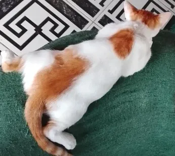 Gato raça SRD-ViraLata idade Abaixo de 2 meses nome Sem nome