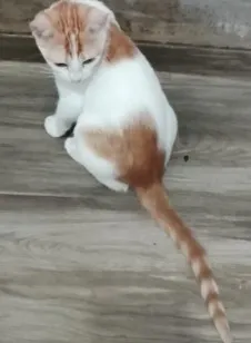Gato raça SRD-ViraLata idade Abaixo de 2 meses nome Sem nome