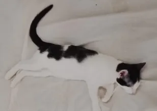 Gato raça SRD-ViraLata idade Abaixo de 2 meses nome Sem nome