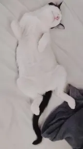 Gato raça SRD-ViraLata idade Abaixo de 2 meses nome Sem nome