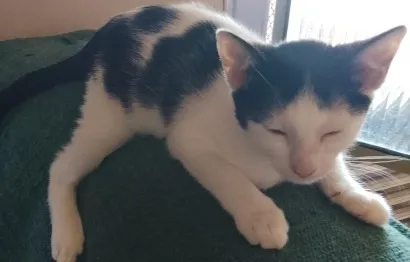 Gato raça SRD-ViraLata idade Abaixo de 2 meses nome Sem nome
