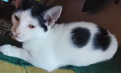 Gato raça SRD-ViraLata idade Abaixo de 2 meses nome Sem nome