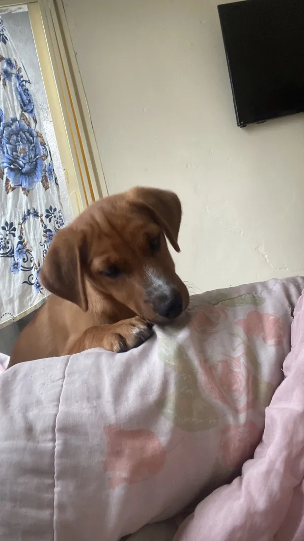 Cachorro raça SRD-ViraLata idade 2 a 6 meses nome Kiara