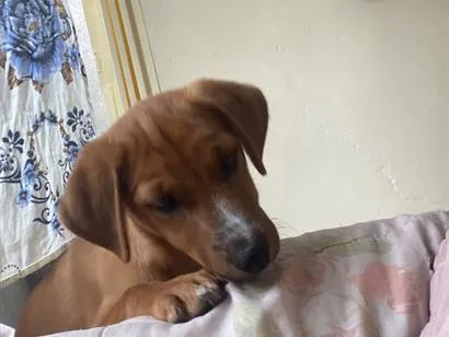 Cachorro raça SRD-ViraLata idade 2 a 6 meses nome Kiara