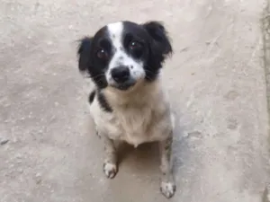 Cachorro raça SRD-ViraLata idade 4 anos nome Nick