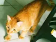 Salem e Dante