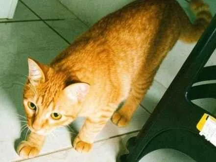 Gato raça SRD-ViraLata idade 7 a 11 meses nome Salem e Dante