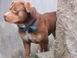 Cachorro raça Pit-Bull idade 1 ano nome Zeus 