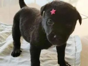 Cachorro raça SRD-ViraLata idade Abaixo de 2 meses nome Safira