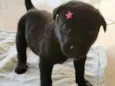 Safira