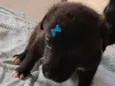 Bob