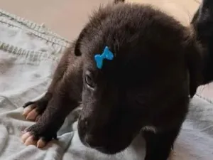 Cachorro raça SRD-ViraLata idade Abaixo de 2 meses nome Bob