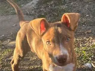 Cachorro raça SRD-ViraLata idade 2 a 6 meses nome Thor