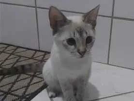 Gato raça SRD-ViraLata idade 7 a 11 meses nome Sem nome