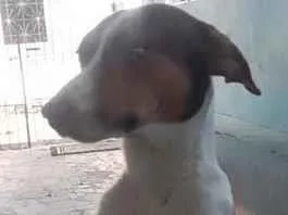 Cachorro raça SRD-ViraLata idade 1 ano nome perigo