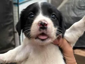 Cachorro raça SRD-ViraLata idade 2 a 6 meses nome Debinha