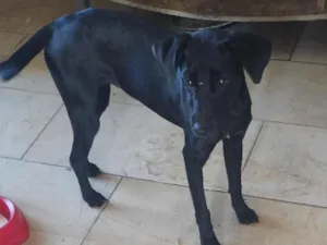 Cachorro raça SRD-ViraLata idade 7 a 11 meses nome Mayara