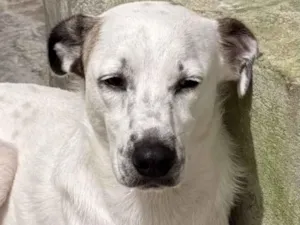 Cachorro raça SRD-ViraLata idade 2 anos nome Mike