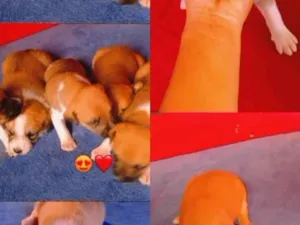 Cachorro raça Labrador idade Abaixo de 2 meses nome Luane 