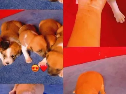 Cachorro raça Labrador idade Abaixo de 2 meses nome Luane 