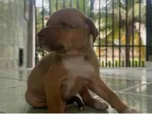 Cachorro raça SRD-ViraLata idade Abaixo de 2 meses nome MEL