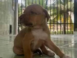 Cachorro raça SRD-ViraLata idade Abaixo de 2 meses nome MEL