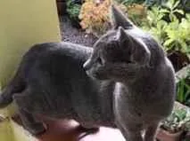 Gato raça SRD-ViraLata idade 2 a 6 meses nome Belinha