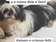 Davi 