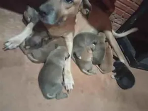 Cachorro raça SRD-ViraLata idade Abaixo de 2 meses nome Hanna 
