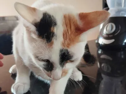 Gato raça Exótico idade Abaixo de 2 meses nome Neide Leal