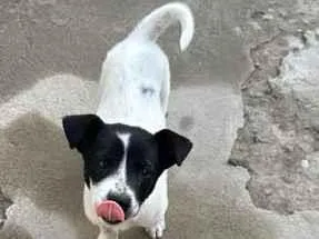 Cachorro raça SRD-ViraLata idade 2 a 6 meses nome Bruce