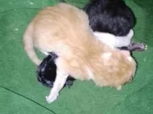 Gato raça SRD-ViraLata idade Abaixo de 2 meses nome Sem nome 