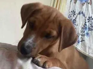 Cachorro raça SRD-ViraLata idade 2 a 6 meses nome Kiara