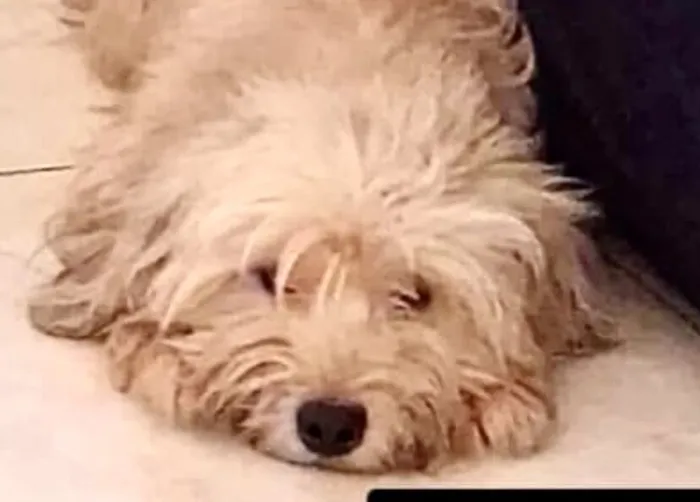 Cachorro raça Shitzu idade 7 a 11 meses nome Boby 