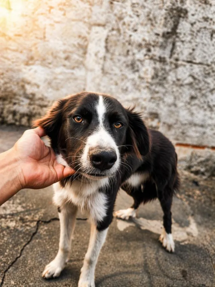 Cachorro raça Border collie idade 7 a 11 meses nome Karev