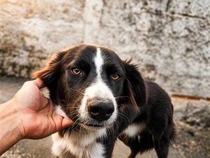 Cachorro raça Border collie idade 7 a 11 meses nome Karev