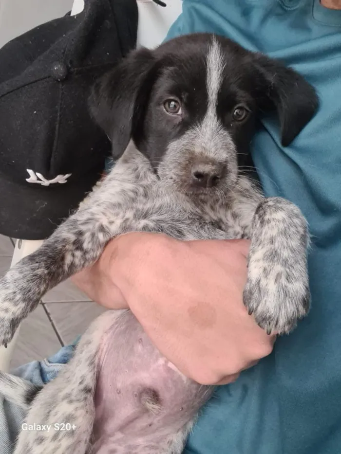 Cachorro raça SRD-ViraLata idade Abaixo de 2 meses nome luck